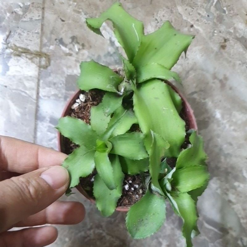 Set 3 cây dứa xanh mini trang trí tiểu cảnh