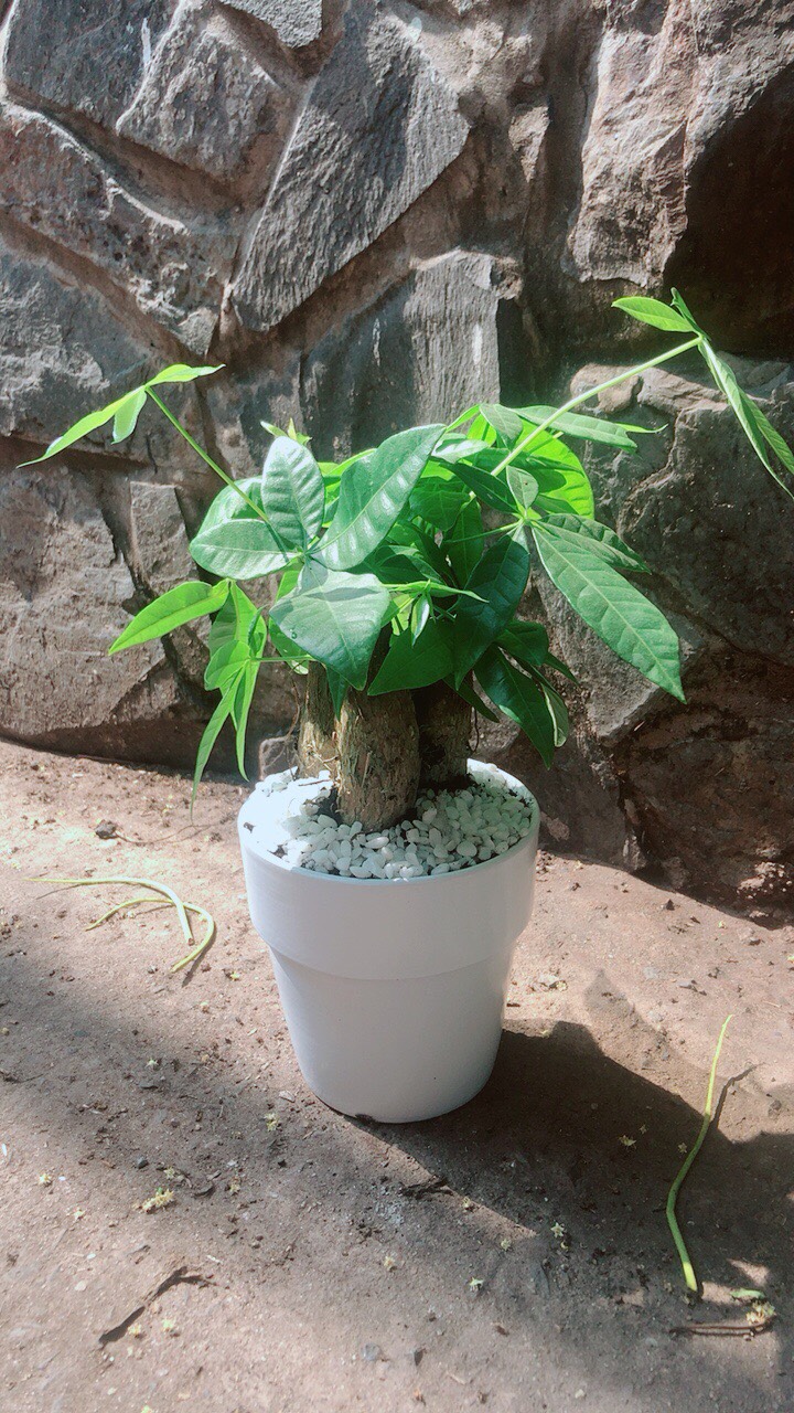 Chậu Cây Kim Ngân 3 Thân