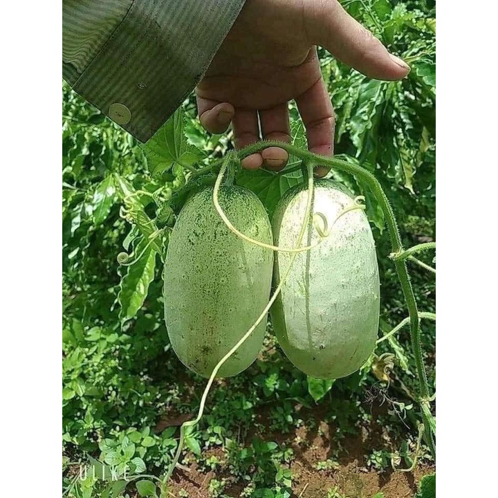 Hạt giống dưa chuột khổng lồ siêu quả (gói 30 hạt, tặng kèm phân)