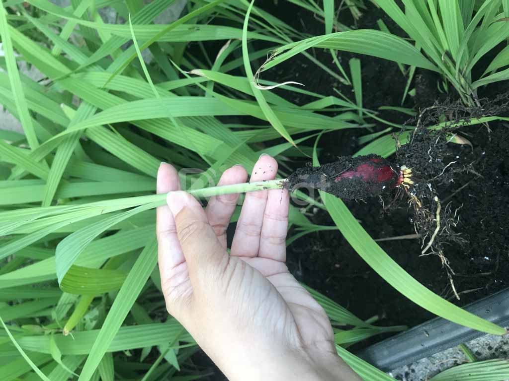 củ giống sâm đại hành (tỏi đỏ) thu hái từ rừng tự nhiên