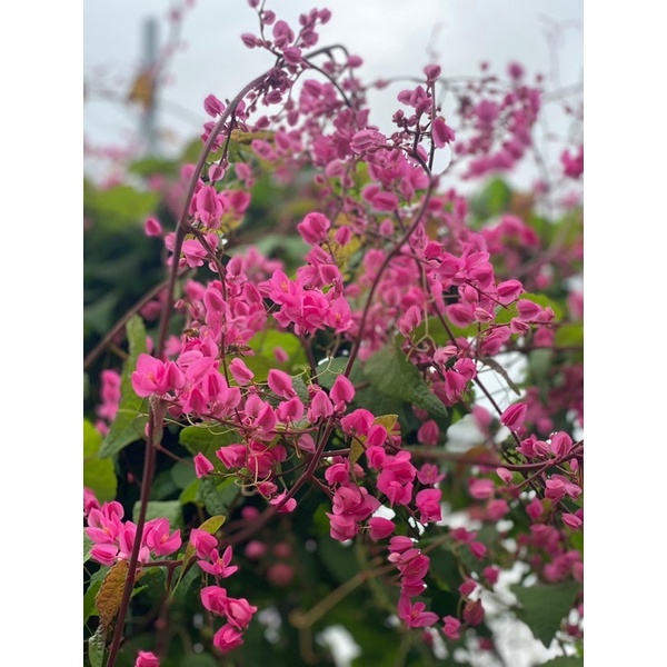 Cây giống hoa tigon