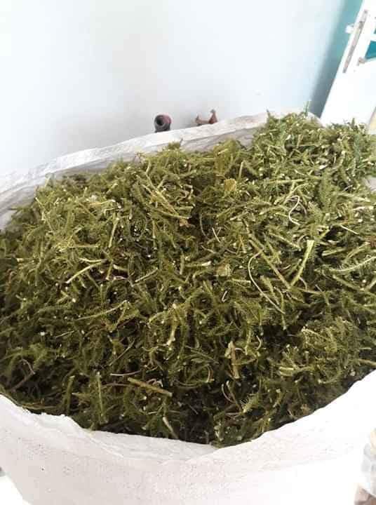 cây thông đất khô 1kg