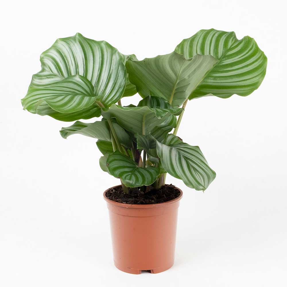 Cây đuôi công táo xanh - Calathea makoyana