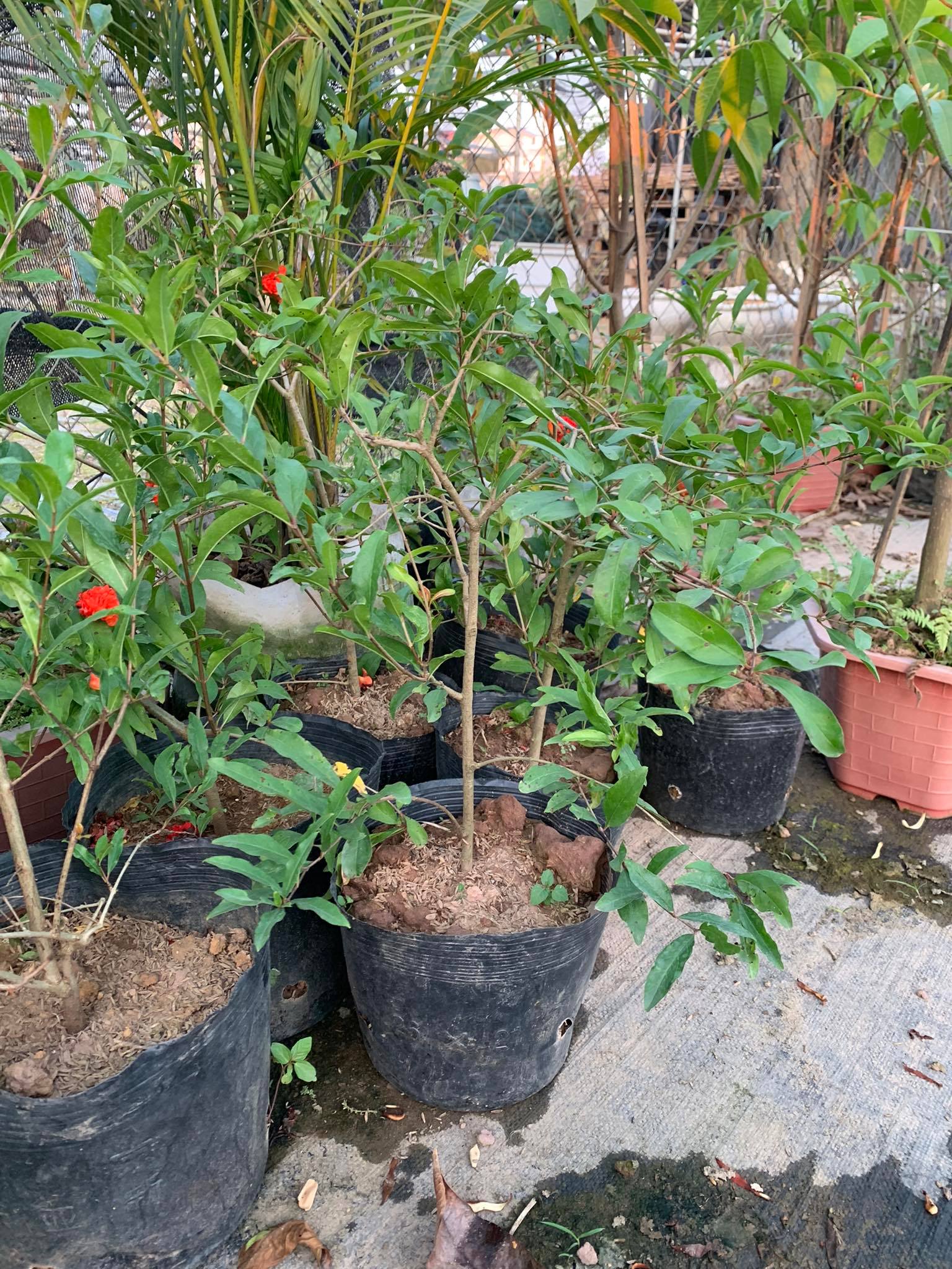 Cây hoa lựu hạnh hay lựu hoa (ảnh thật)