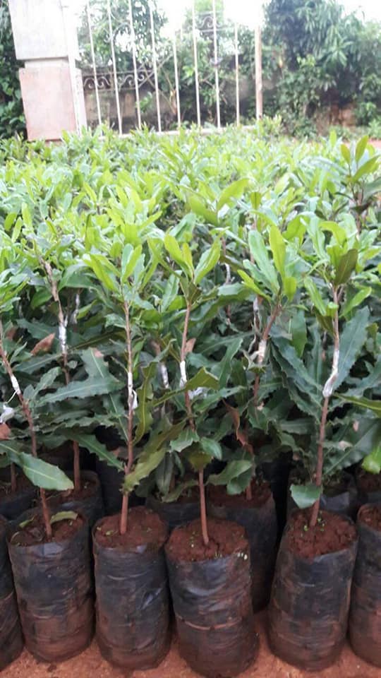 cây giống macca ghép