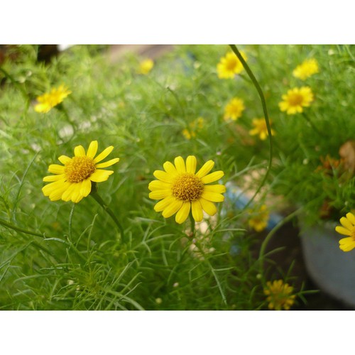 HẠT HOA CÚC SAO BĂNG - GÓI 0,5 GRAM