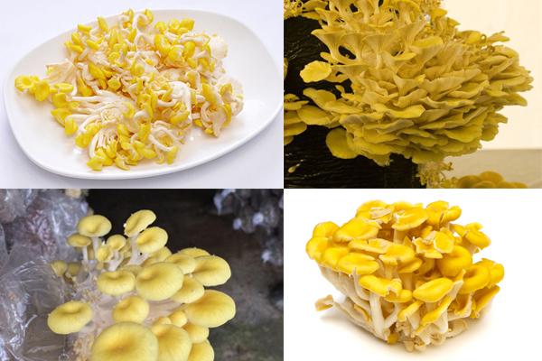 phôi nấm hoàng kim (nấm ngô )