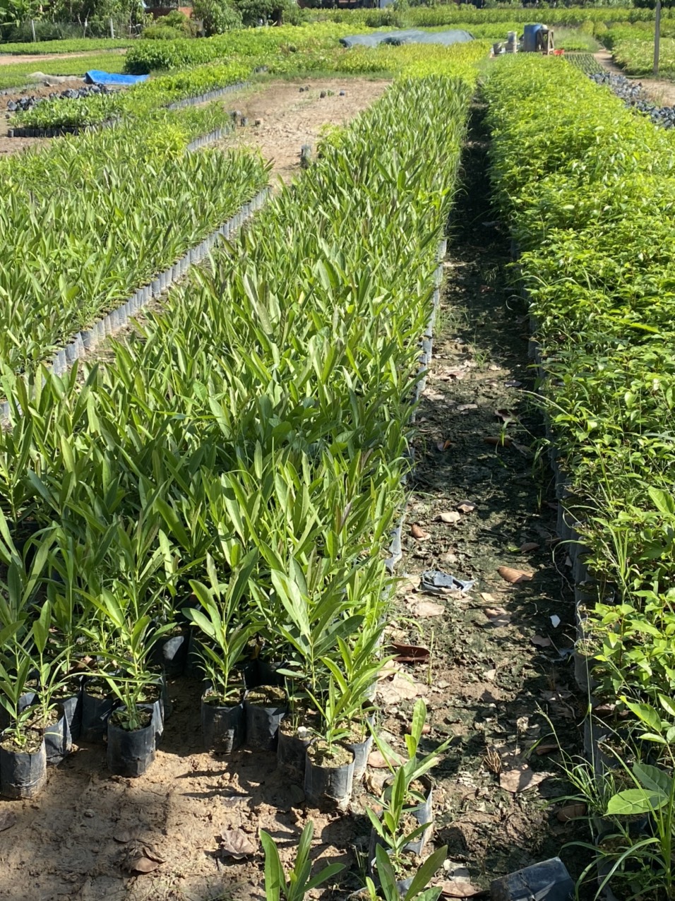 combo 2 cây chuông vàng đẹp cao 45cm