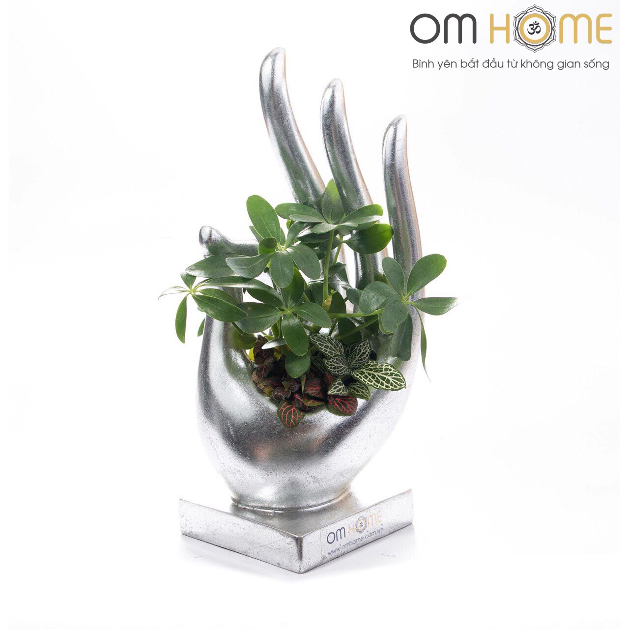 Ấn Vô Úy Có Cây Om Home (Trồng sẵn cây và chỉ giao nội thành Hồ Chí Minh)