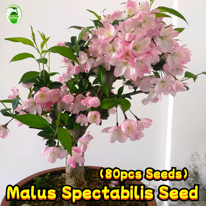 Fresh (80pcs/pack) Mixed Colors Malus Spectabilis Flower Seeds for Sale  Crabapple Flower Seeds for Planting Garden Decor Flowering Plants Seeds  Indoor Bonsai Seeds for Planting Flowers Live Plants Air Plant Real Plants