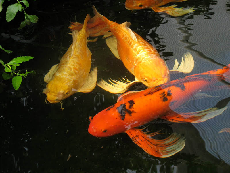Men vi sinh Viethand Bio Koi siêu đậm đặc