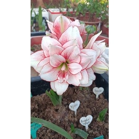 Củ hoa Huệ kép(set 5 củ) HOA Tết