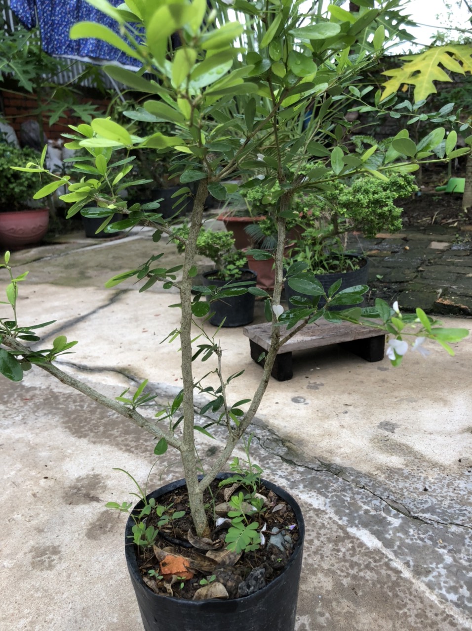 Linh sam trắng phớt hồng