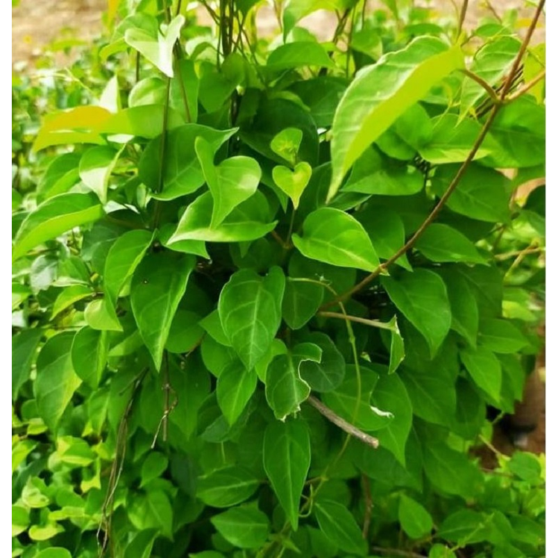 Chậu cây lá giang sum suê
