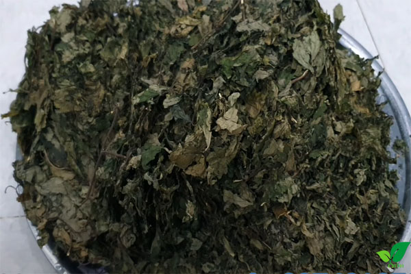 500gr cây cơm kìa - lá đắng khô