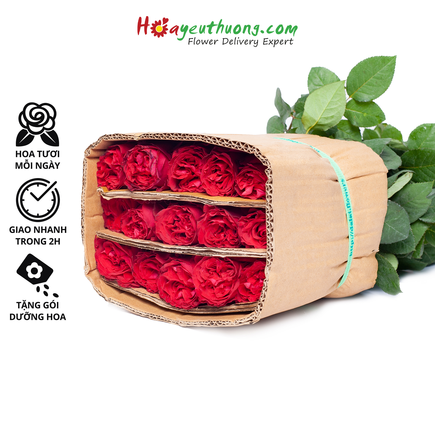 Hoa Hồng Red Elegance Hoayeuthuong - hoa tươi Đà Lạt trang trí nhà cửa, văn phòng