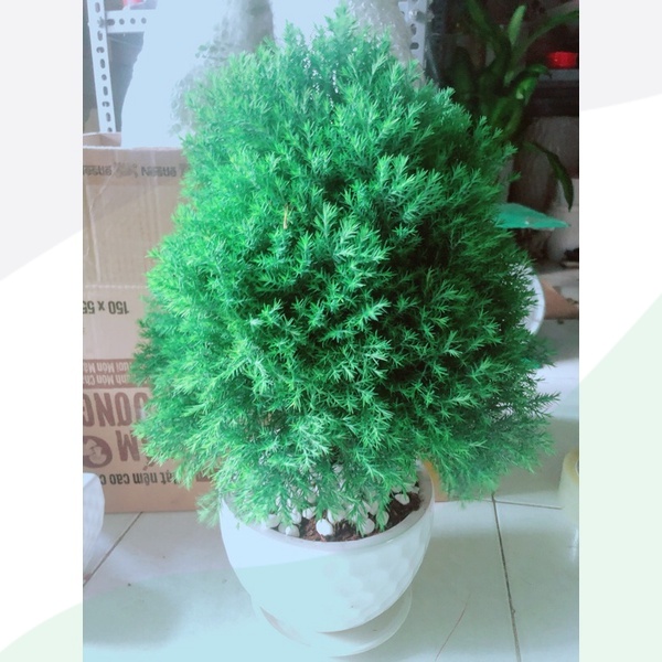 Chậu Tùng Bồng Lai
