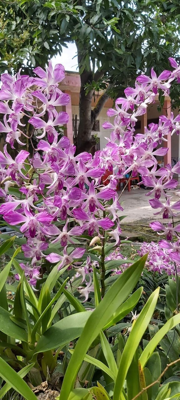HOA LAN DENRO PINK XƯA XỔ 5%