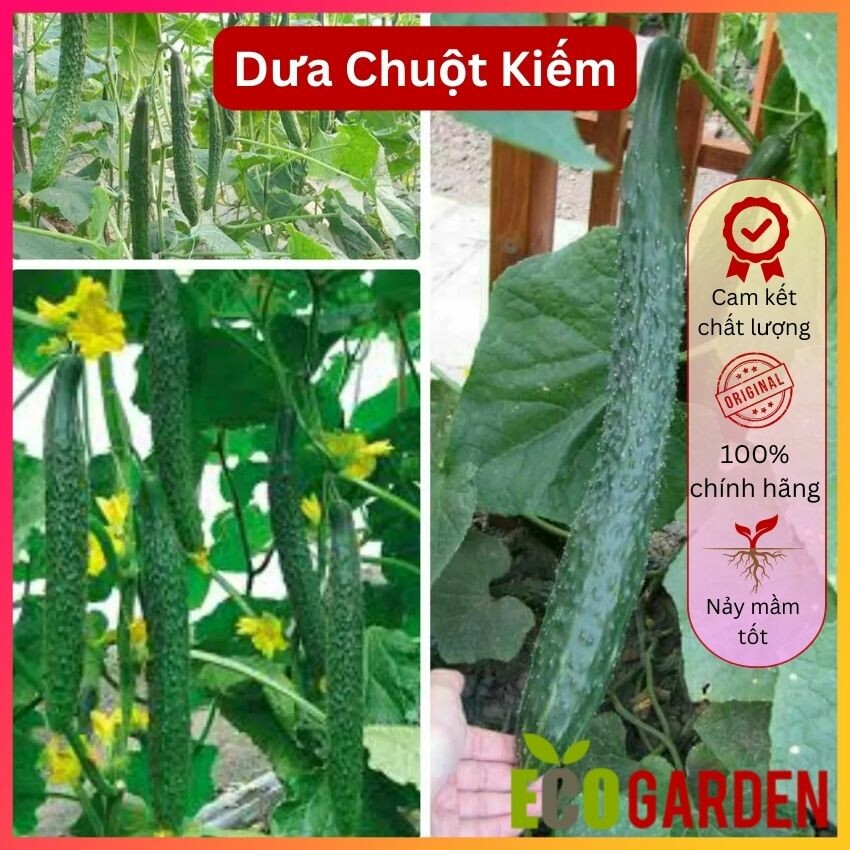Hạt giống dưa chuột kiếm tự thụ phấn trái dài (gói 20 hạt) ( ECO.462)