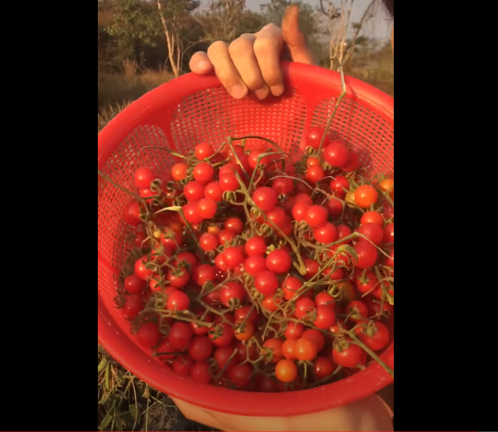 "Gói 20 "Hạt giống cà chua bi rừng ( cà chua bi dại ) [Seeds]