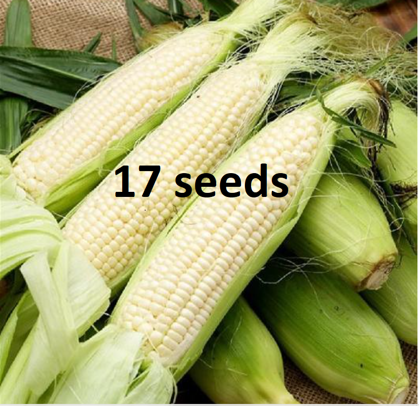 puting mais / white corn seeds - P20 per pack - condor seeds - plant ...