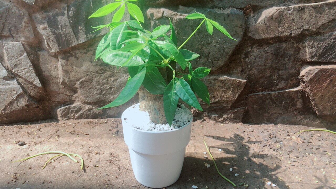 Chậu Cây Kim Ngân 3 Thân
