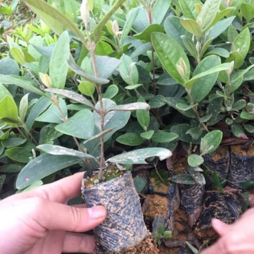 CÂY GIỐNG hoa sim rừng