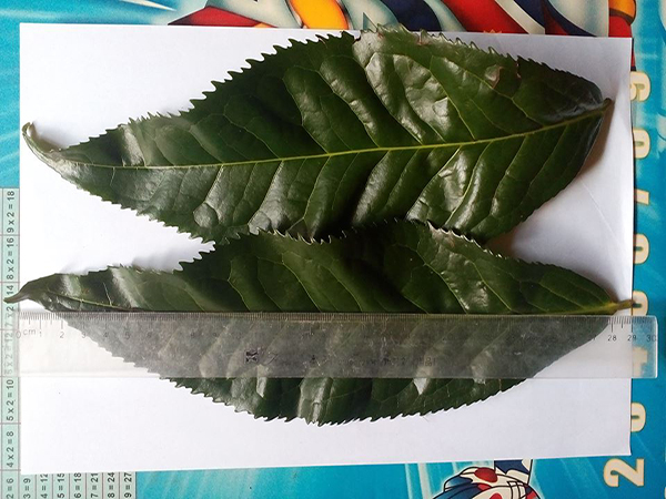 Cây giống Chè Shan Tuyết