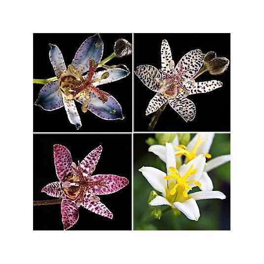 Hoa địa lan luxia (1 củ) HOA TẾt