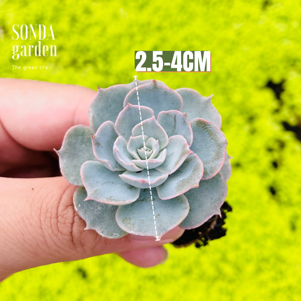 SEN ĐÁ HỒNG PHẤN SIZE MINI KHOẺ ĐẸP LỖI 1 ĐỔI 1