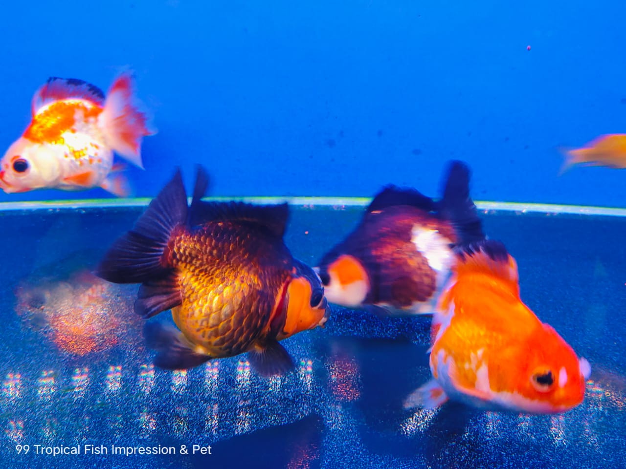 Offer Grade Size L Short Body Ryukin Goldfish 等级短身琉金金鱼 Lazada