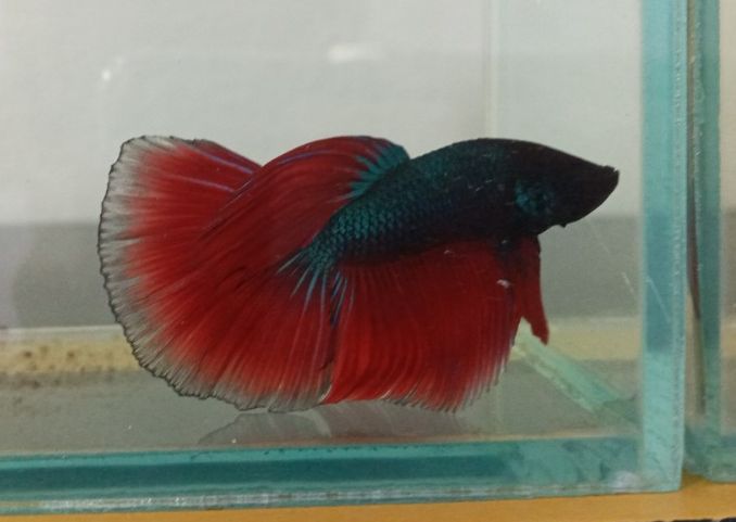 Betta Halfmoon đa sắc + Cám Tomboy TB1 10g