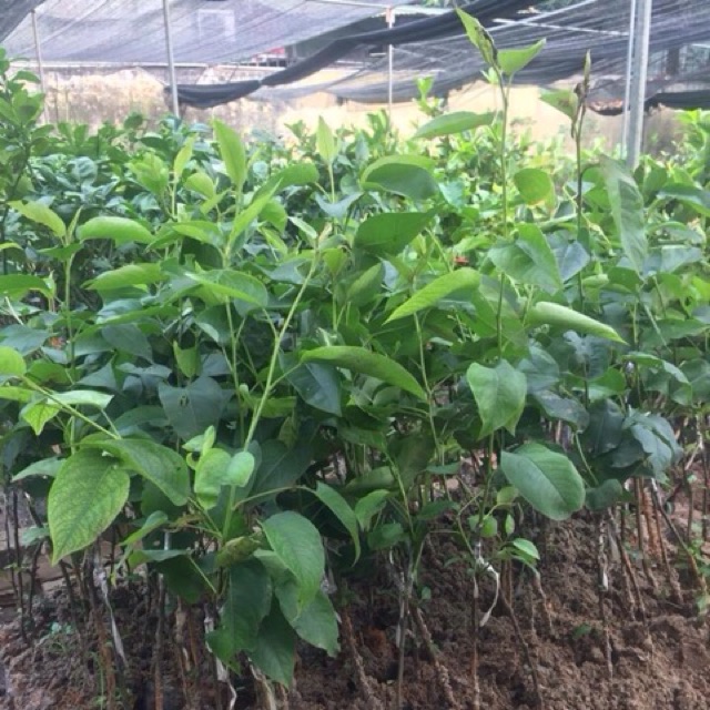 cây giống lê nâu (cây mắc cọp)
