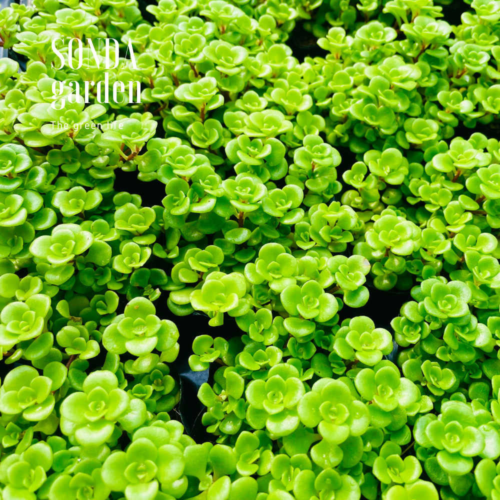 SEN ĐÁ SEDUM VẢY CÁ SIZE BÉ, LỖI 1 ĐỔI 1