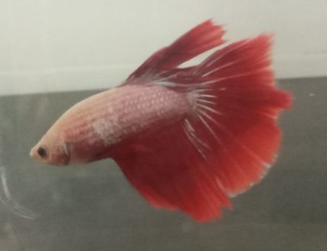 Betta Halfmoon đa sắc + Cám Tomboy TB1 10g