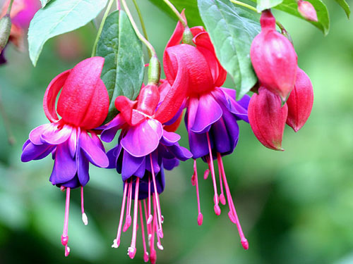 Cây giống hoa lồng đèn