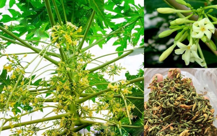 cây đu đủ đực giống