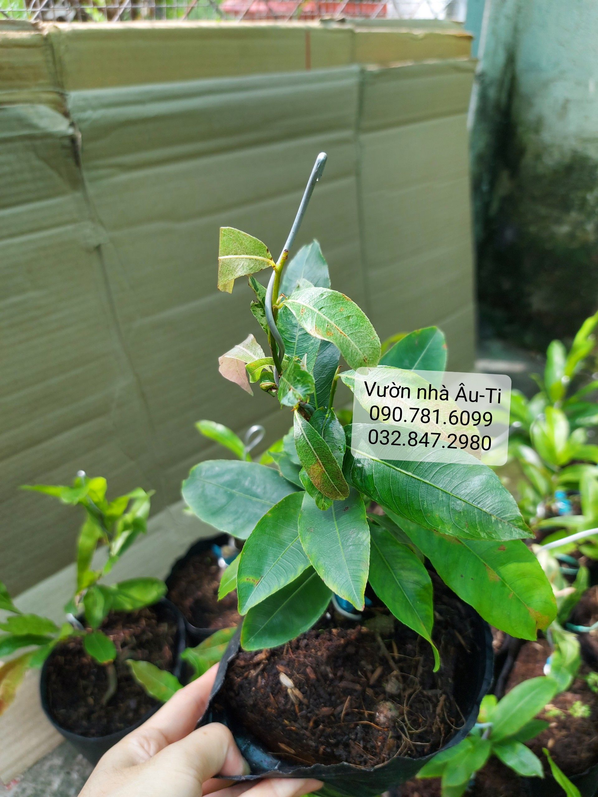 Bạch mai Tân Tân (hoa mai trắng giống mới) bonsai mini