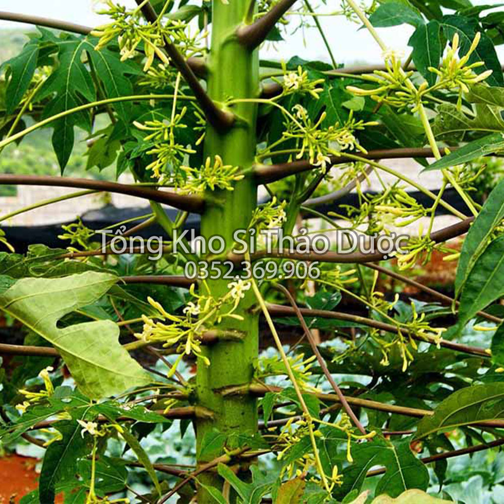Hoa Đu Đủ Đực Thượng Hạng 100g (Khô,Thơm,Sạch)
