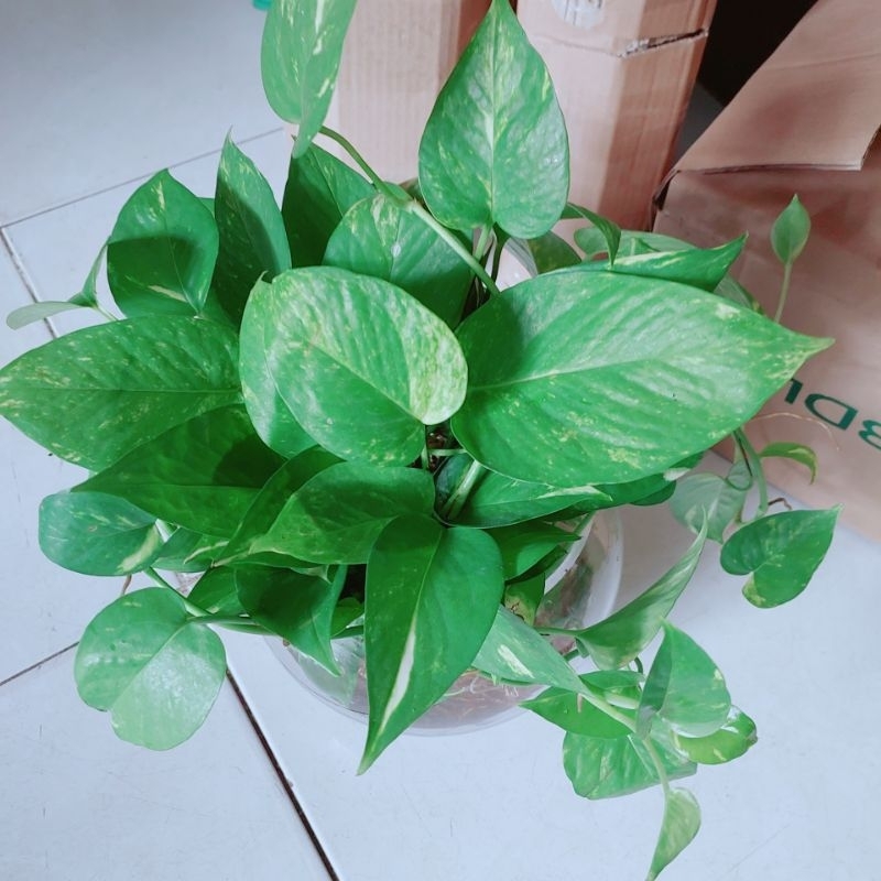 Chậu Trầu Bà Trồng Thủy Sinh