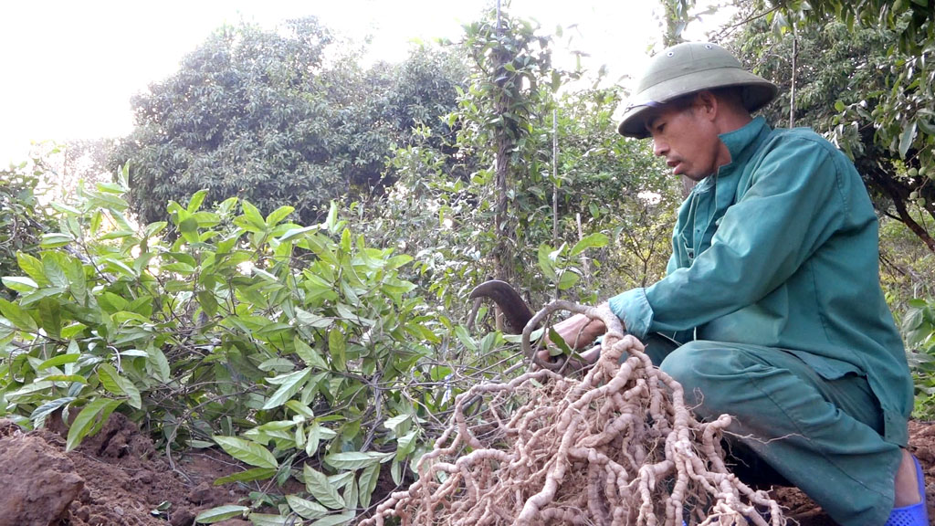 CÂY GIỐNG BA KÍCH TÍM