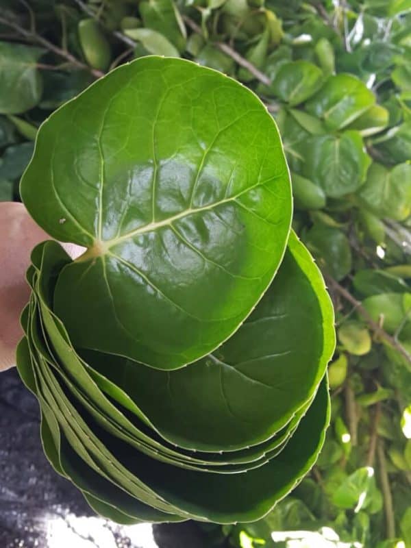 CÂY ĐINH LĂNG LÁ TRÒN THÁI LAN - cây giống