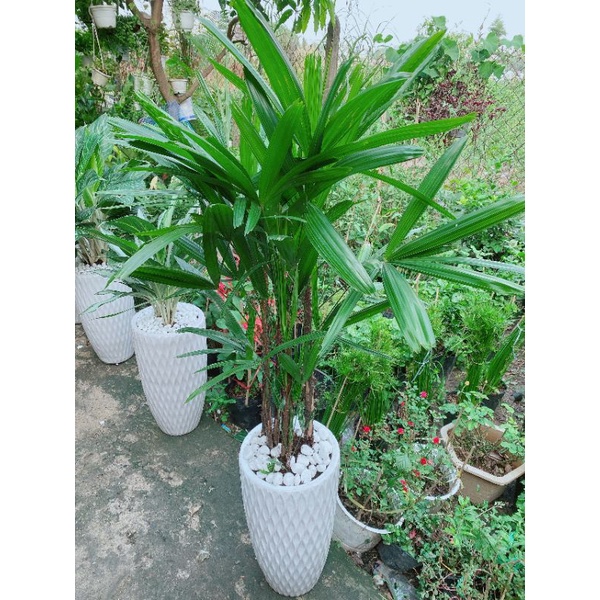 Chậu Cây Trúc Mây(Cật Mật)