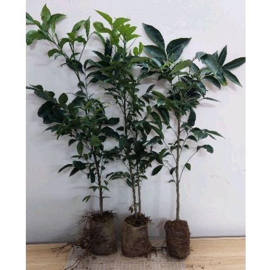 Cây giống móc mật (mắc mật), cao 50-60cm