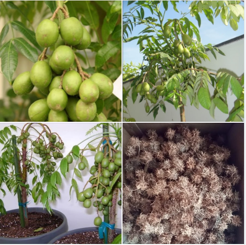 Hạt giống cây cóc thái _ gói 3 hạt