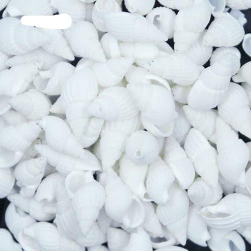 [HCM]50 vỏ ốc mini trắng trang trí.
