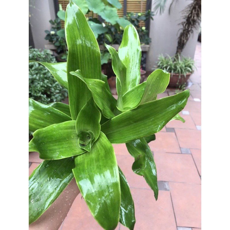 CÂY LƯỢC VÀNG - cây giống