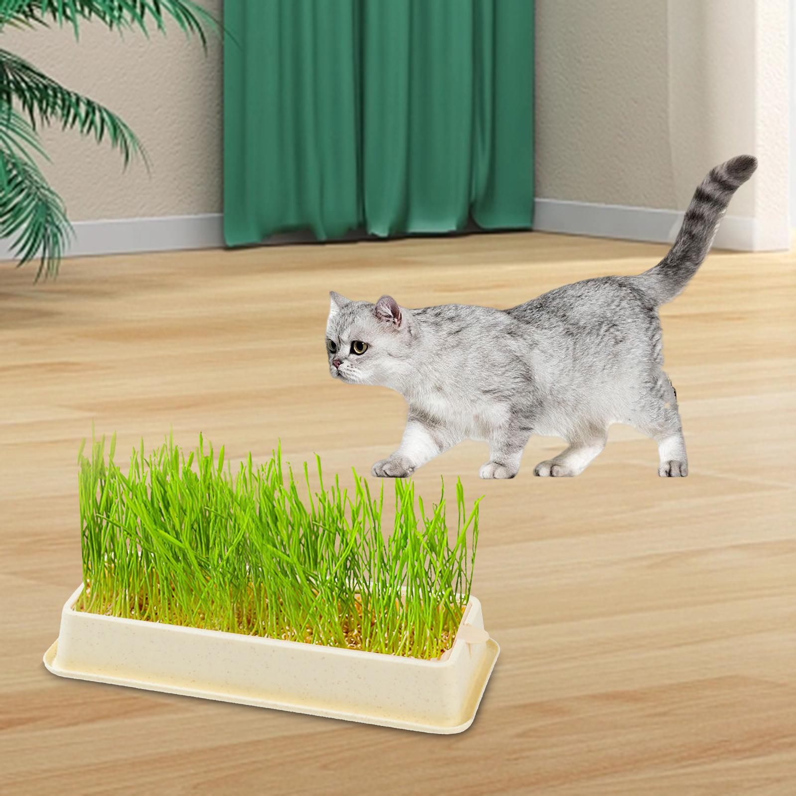 Miusue Sprouter Tray Hydroponic Cat Grass Box Wheatgrass Grower