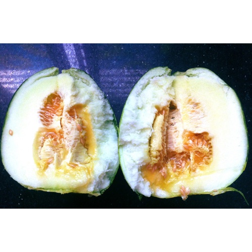 Hạt Giống Dưa Bở Siêu Thơm