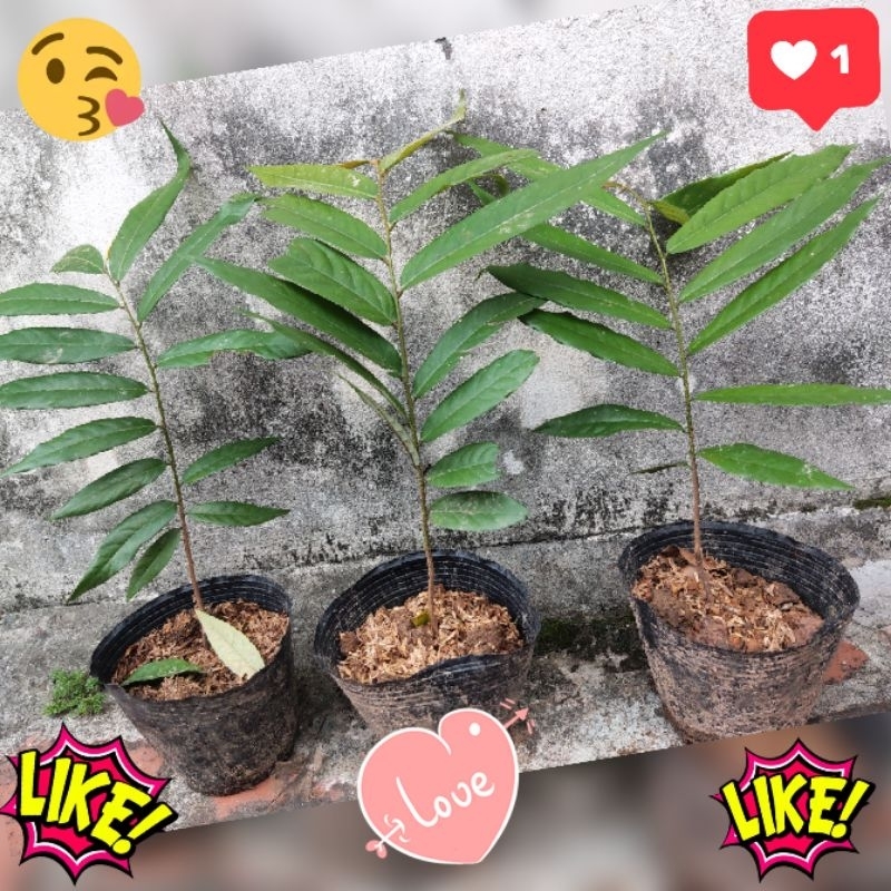 Cây hoa Dẻ thơm, hoa vàng hương vị đặc trưng